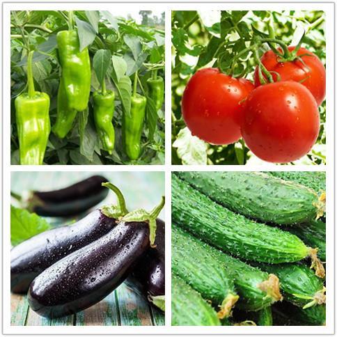 去平?jīng)鲇兰t生態(tài)園采摘有機蔬菜,把健康帶回家