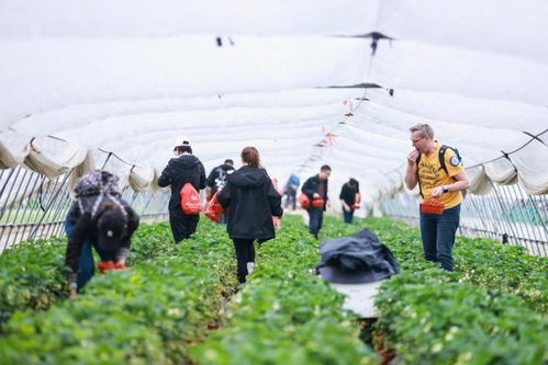 第二批上海市級鄉(xiāng)村旅游重點(diǎn)村名單公布,有你想去的嗎