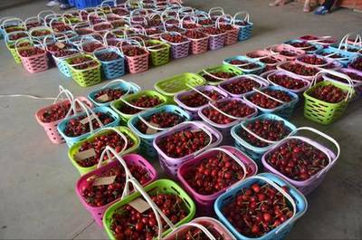 健康農產品陜西行走進銅川神農大櫻桃生態園紀實