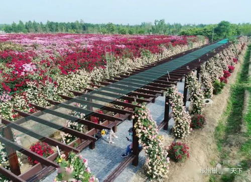 美呆了！邳州再現網紅打卡地——生態園