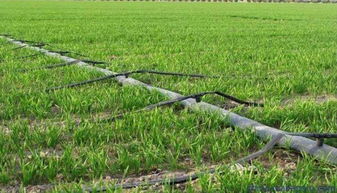 準旗啟動新農業項目 生態園建設惠及8村，3970畝藍圖鋪展鄉村振興新畫卷